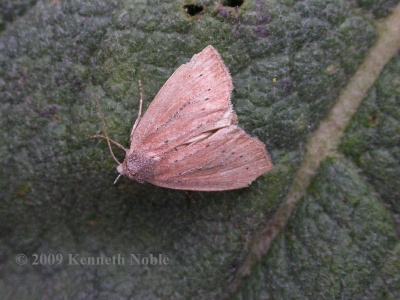 small rufous (Coenobia rufa) Kenneth Noble
